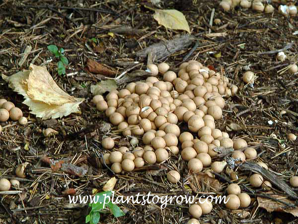 A mass of  Puff Balls.